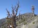 110618-055-Telescope_Peak